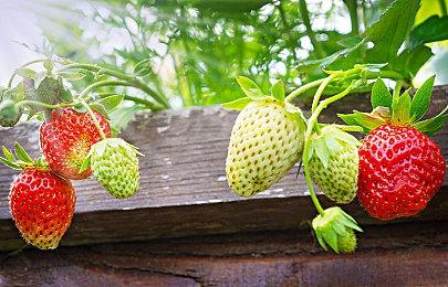 太阳能英雄登场《守望先锋2》新英雄伊拉里预告